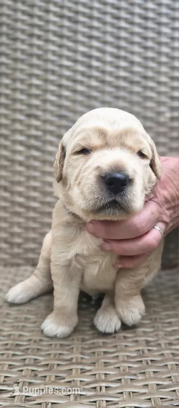 Midas – Golden Retriever puppy for sale in Basom, NY