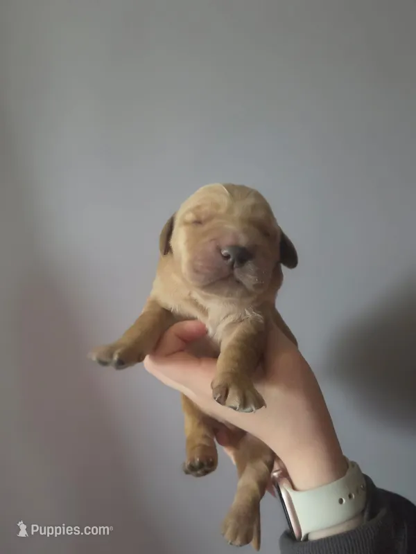 Midas – Golden Retriever puppy for sale in Basom, NY