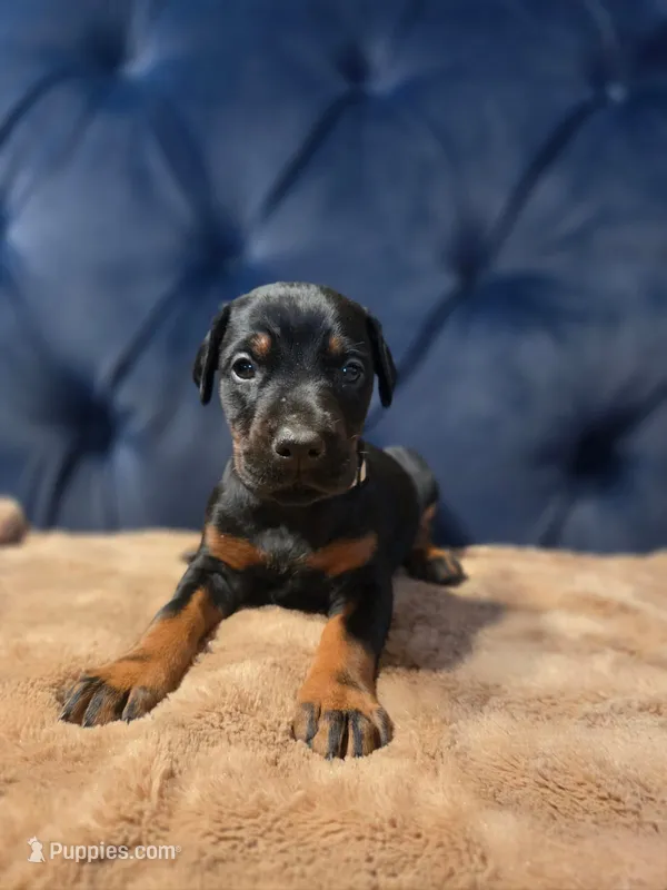 Vera – Doberman Pinscher puppy for sale in Basom, NY