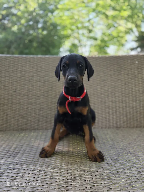 Muza – Doberman Pinscher puppy for sale in Basom, NY