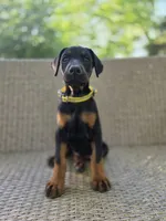 Dasha, a female Doberman Pinscher for sale in Basom, NY – 3 of 3