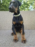 Vera, a female Doberman Pinscher for sale in Basom, NY – 2 of 2