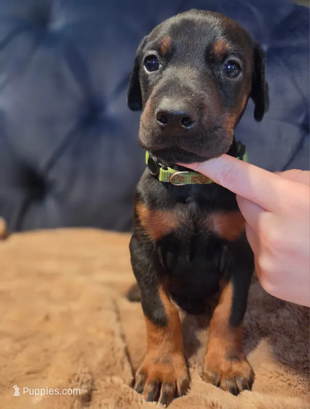 Martha – Doberman Pinscher puppy for sale in Basom, NY