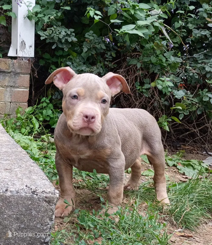 Lilac Tri Ghost Merle Male #6 – American Bully puppy for sale in Harrisonburg, VA