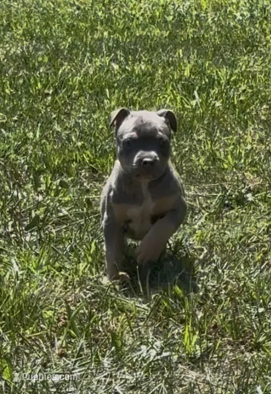 Blue Tri Ghost Merle Female #2 – American Bully puppy for sale in Harrisonburg, VA