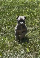 Blue Tri Ghost Merle Female #2, a female American Bully for sale in Harrisonburg, VA – 1 of 4