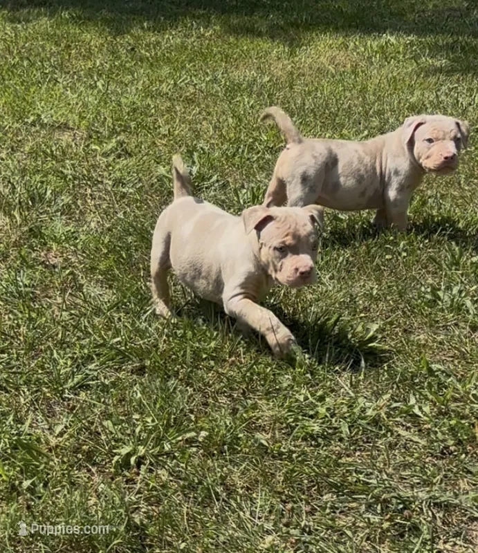 Lilac Tri Merle Male #3 – American Bully puppy for sale in Harrisonburg, VA