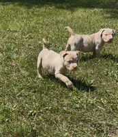 Lilac Tri Merle Male #3, a male American Bully for sale in Harrisonburg, VA – 3 of 5