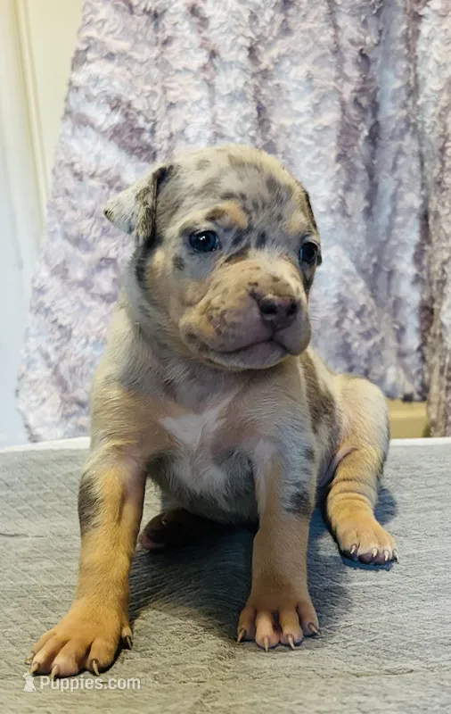 Blue Tri Merle Female #1 – American Bully puppy for sale in Harrisonburg, VA