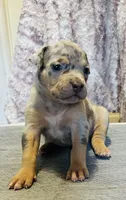 Blue Tri Merle Female #1, a female American Bully for sale in Harrisonburg, VA – 1 of 4