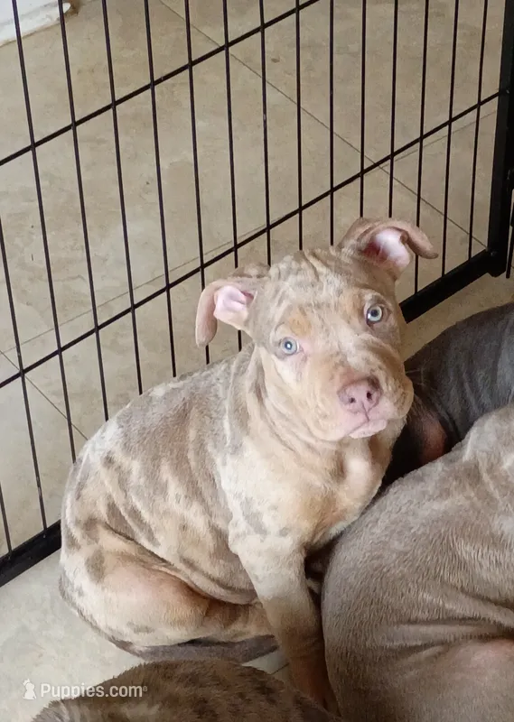 Lilac Tri Merle Male #2 – American Bully puppy for sale in Harrisonburg, VA