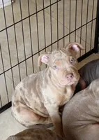 Lilac Tri Merle Male #2, a male American Bully for sale in Harrisonburg, VA – 1 of 5