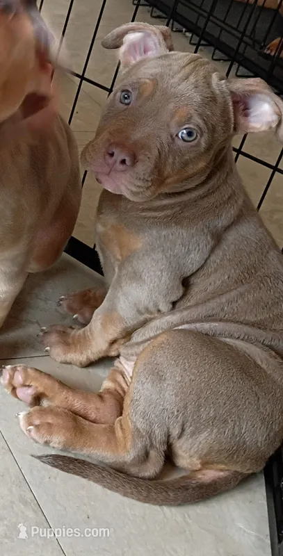 Lilac Tri Ghost Merle Female #3 – American Bully puppy for sale in Harrisonburg, VA