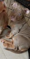 Lilac Tri Ghost Merle Female #3, a female American Bully for sale in Harrisonburg, VA – 1 of 5