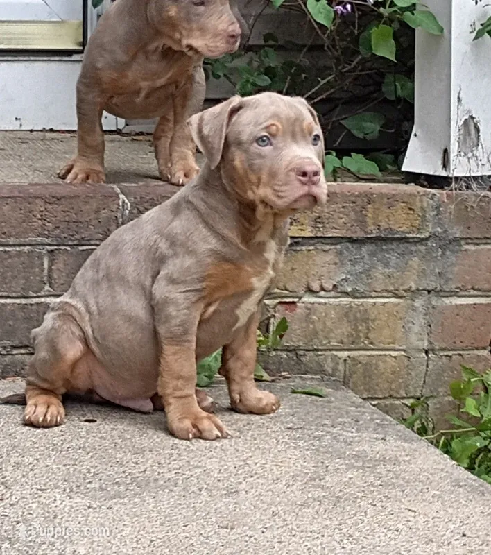 Lilac Tri Ghost Merle Male #4 – American Bully puppy on hold in Harrisonburg, VA