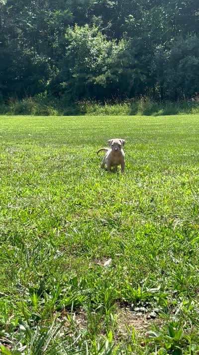 Lilac Tri Merle Male #2, a male American Bully for sale in Harrisonburg, VA – 2 of 5