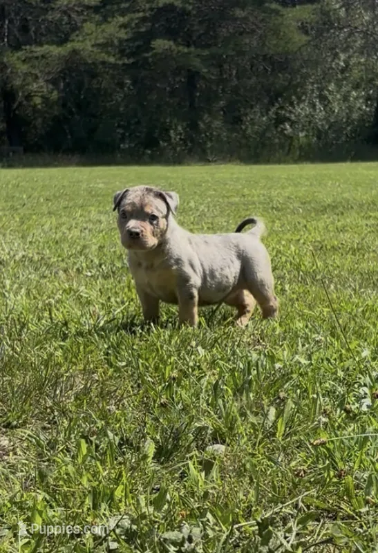Blue Tri Merle Male #1 – American Bully puppy for sale in Harrisonburg, VA