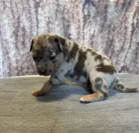 Blue Tri Merle Female #1, a female American Bully for sale in Harrisonburg, VA – 2 of 4
