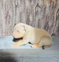 Lilac Tri Ghost Merle Male #4, a male American Bully for sale in Harrisonburg, VA – 2 of 4