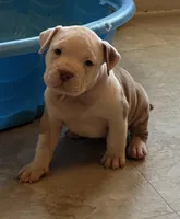 Puppy 2, a male American Bully for sale in Harrisonburg, VA – Photo 1 of 3