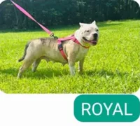 Puppy 2, a male American Bully for sale in Harrisonburg, VA – Photo 3 of 3