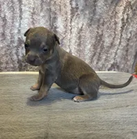 Blue Tri Ghost Merle Female #2, a female American Bully for sale in Harrisonburg, VA – 2 of 4