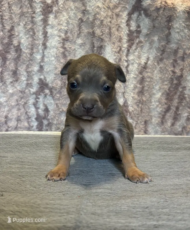 Blue Tri Ghost Merle Female #2 – American Bully puppy for sale in Harrisonburg, VA
