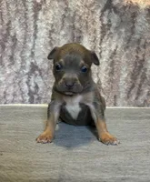Blue Tri Ghost Merle Female #2, a female American Bully for sale in Harrisonburg, VA – 1 of 4
