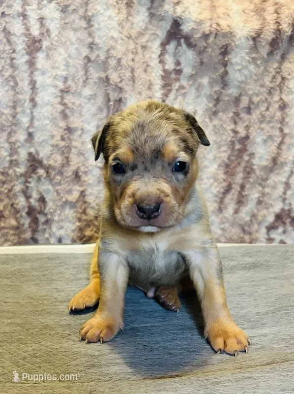 Blue Tri Merle Male #1 – American Bully puppy for sale in Harrisonburg, VA
