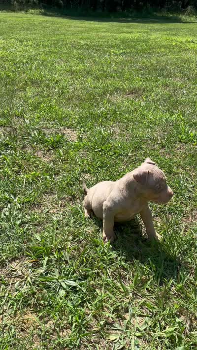 Lilac Tri Ghost Merle Male #6, a male American Bully for sale in Harrisonburg, VA – 2 of 5