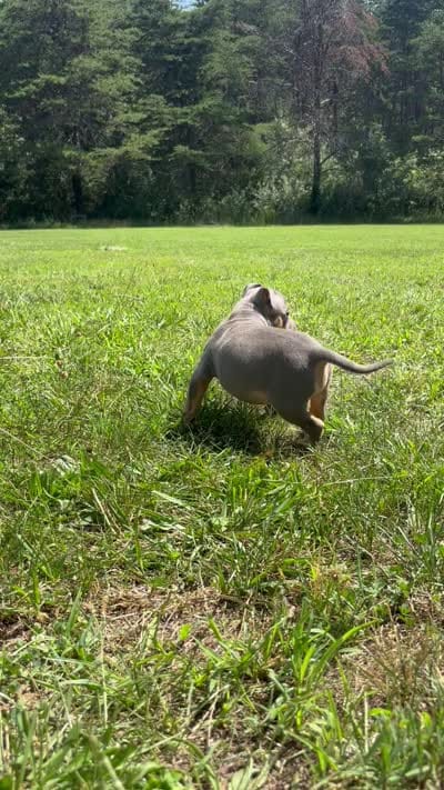Blue Tri Ghost Merle Male #5, a male American Bully for sale in Harrisonburg, VA – 2 of 5