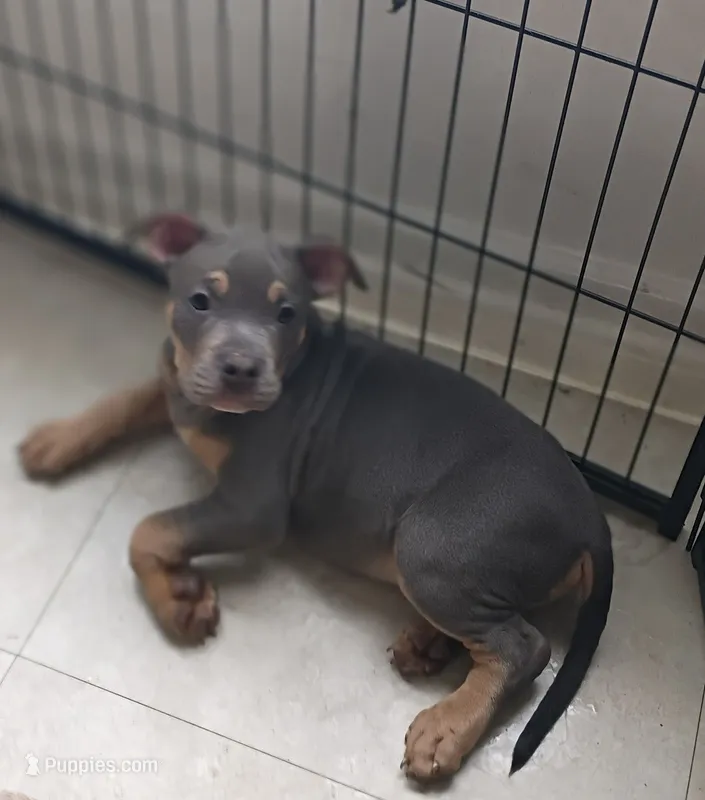 Blue Tri Ghost Merle Male #5 – American Bully puppy for sale in Harrisonburg, VA