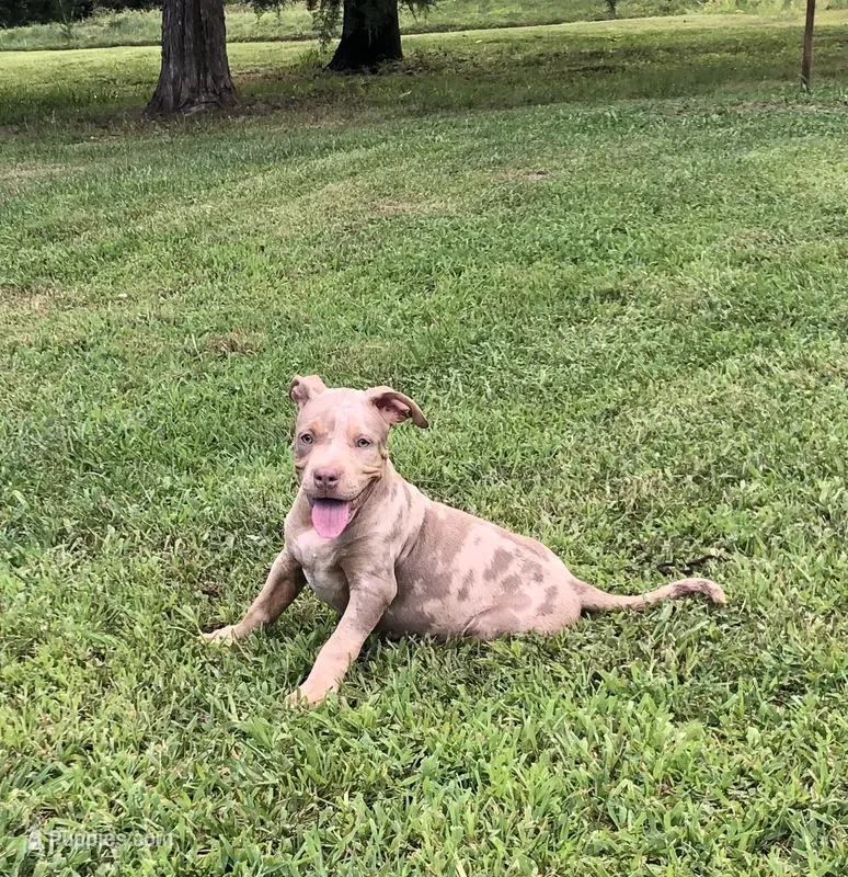 Lilac Tri Merle Male #3 – American Bully puppy for sale in Harrisonburg, VA