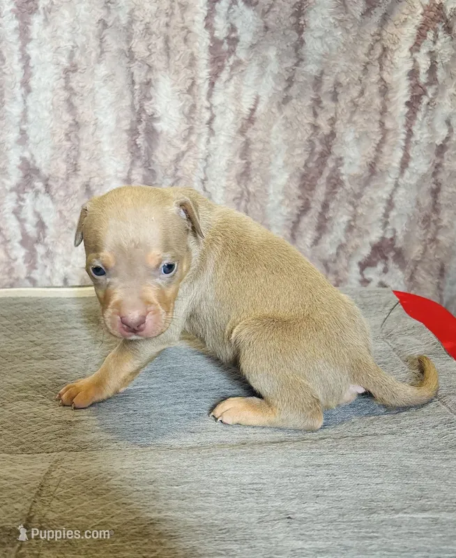 Lilac Tri Ghost Merle Male #6 – American Bully puppy for sale in Harrisonburg, VA