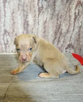 Lilac Tri Ghost Merle Male #6, a male American Bully for sale in Harrisonburg, VA – 1 of 4
