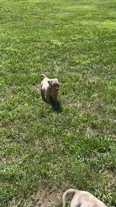 Lilac Tri Ghost Merle Male #4, a male American Bully for sale in Harrisonburg, VA – 2 of 5
