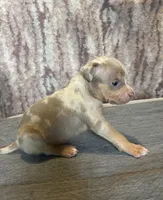 Lilac Tri Merle Male #3, a male American Bully for sale in Harrisonburg, VA – 2 of 4