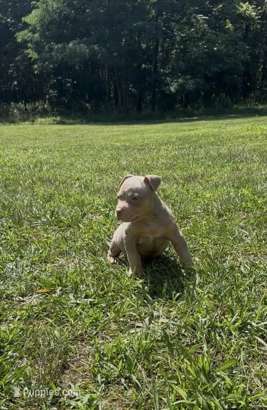 Lilac Tri Ghost Merle Male #4 – American Bully puppy for sale in Harrisonburg, VA
