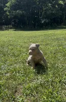 Lilac Tri Ghost Merle Male #4, a male American Bully for sale in Harrisonburg, VA – 3 of 5