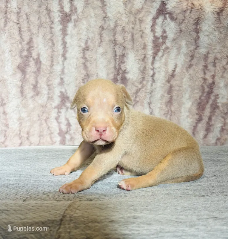 Lilac Tri Ghost Merle Female #3 – American Bully puppy for sale in Harrisonburg, VA