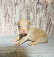 Lilac Tri Ghost Merle Female #3, a female American Bully for sale in Harrisonburg, VA – 1 of 4