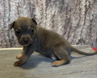 Blue Tri Ghost Merle Male #5, a male American Bully for sale in Harrisonburg, VA – 2 of 4