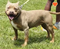 Blue Tri Merle Female #1, a female American Bully for sale in Harrisonburg, VA – 4 of 4