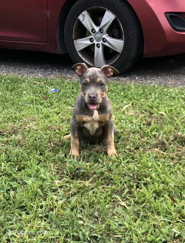 Blue Tri Ghost Merle Female #2 – American Bully puppy for sale in Harrisonburg, VA