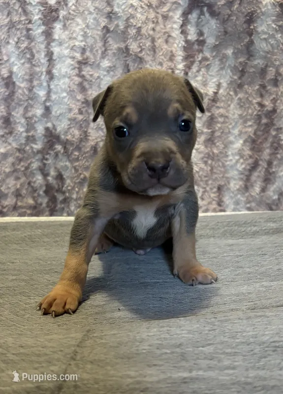 Blue Tri Ghost Merle Male #5 – American Bully puppy for sale in Harrisonburg, VA