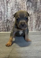Blue Tri Ghost Merle Male #5, a male American Bully for sale in Harrisonburg, VA – 1 of 4