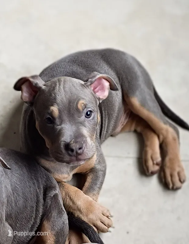 Blue Tri Ghost Merle Female #2 – American Bully puppy for sale in Harrisonburg, VA