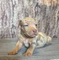 Lilac Tri Merle Male #2, a male American Bully for sale in Harrisonburg, VA – 2 of 4