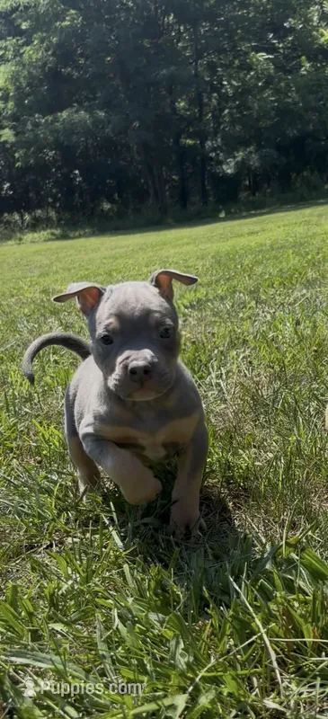 Blue Tri Ghost Merle Male #5 – American Bully puppy for sale in Harrisonburg, VA