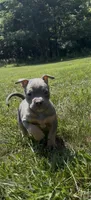 Blue Tri Ghost Merle Male #5, a male American Bully for sale in Harrisonburg, VA – 3 of 5